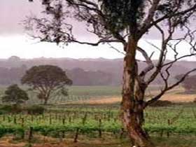 Yangarra Estate Vineyard - Food Delivery Shop 0