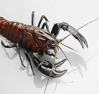 Andermel Marron - Food Delivery Shop