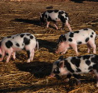 Will's Rare Breeds Farm - Food Delivery Shop