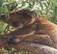 Mikkira Station - Pet Food Australia