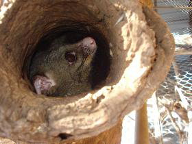 Mulga Sanctuary And Wildlife Park - Food Delivery Shop 0