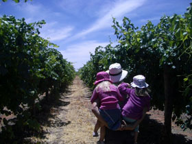McLaren Vale Orchards - Food Delivery Shop 0