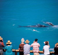 Whale Watching At Head Of Bight - Food Delivery Shop