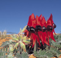 Alan Mclellan Lookout - Food Delivery Shop