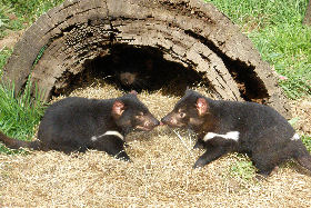 Wing's Wildlife Park - Food Delivery Shop 0