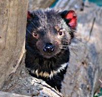 Trowunna Wildlife Sanctuary - Pet Food Australia