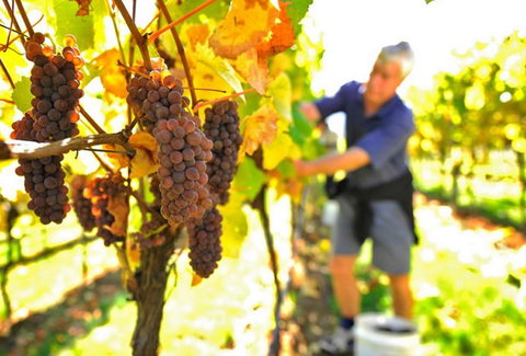 Native Point Wines - Pet Food Australia 0