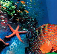 Indo Pacific Marine - Pet Food Australia