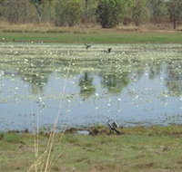 Leaning Tree Lagoon Nature Park - Pet Food Australia