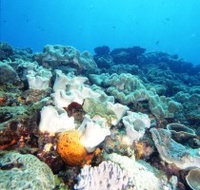 Mudjimba Old Woman Island Dive Site - Pet Food Australia