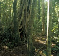 Mount Bithongabel - Pet Food Australia