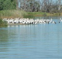 Lake Ross - Pet Food Australia