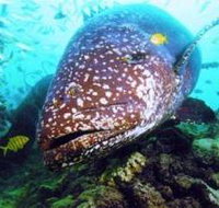 Lady Musgrave Island Dive Sites - Food Delivery Shop