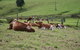 Maleny Dairies - thumb 4