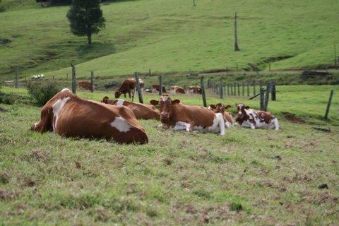 Maleny Dairies - Pet Food Australia 4