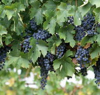 South Burnett Wine Trail - Food Delivery Shop