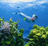 Wheeler Reef Dive Site - Pet Food Australia