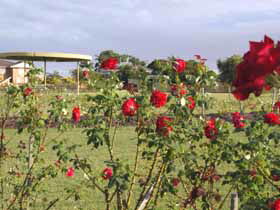 Elizabeth Park Rose Gardens - Food Delivery Shop 0