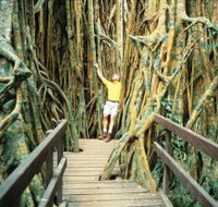 Curtain Fig Tree - Food Delivery Shop