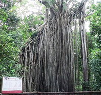 Curtain Fig National Park - Food Delivery Shop
