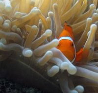 Flat Rock Dive Site - Pet Food Australia