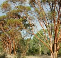 Myall Park Botanic Garden - Food Delivery Shop