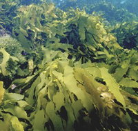 Barwon Bluff Marine Sanctuary - Food Delivery Shop
