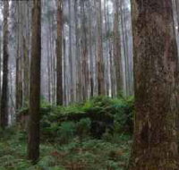 Kinglake National Park - Food Delivery Shop