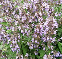 Otway Herbs - Food Delivery Shop