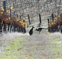 Blue Pyrenees Estate - Pet Food Australia