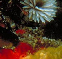 Point Cooke Marine Sanctuary - Pet Food Australia