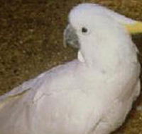 Plenty Gorge Park - Food Delivery Shop