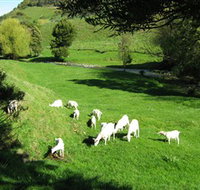 Goats of Gaia Soap - Food Delivery Shop