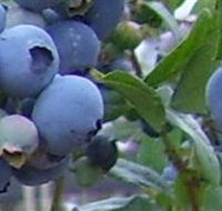 Tuckerberry Hill - Food Delivery Shop