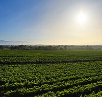 GREENSTONE VINEYARDS - Pet Food Australia