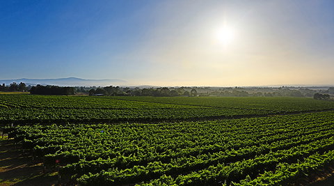 GREENSTONE VINEYARDS - Pet Food Australia 0