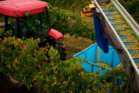 GREENSTONE VINEYARDS - Pet Food Australia 3