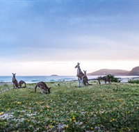 Pebbly Beach - Food Delivery Shop