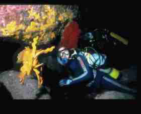 Solitary Islands Marine Park - Food Delivery Shop 0