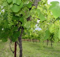 Holland Wines - Food Delivery Shop