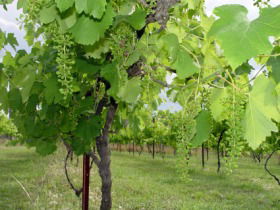 Holland Wines - Food Delivery Shop 0