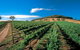 Thorn-Clarke Wines - thumb 1