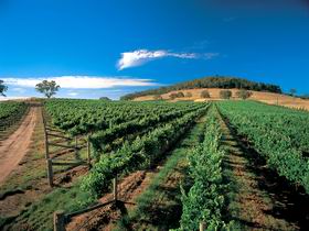 Thorn-Clarke Wines - Food Delivery Shop 1