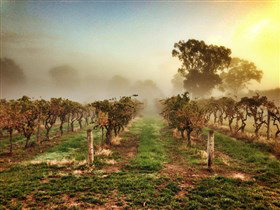 Lambert Estate Wines - Food Delivery Shop 1