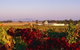 Morris Wines - thumb 0