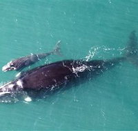 Fazshot Photography - Pet Food Australia