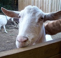 Drysdale Cheeses - Food Delivery Shop