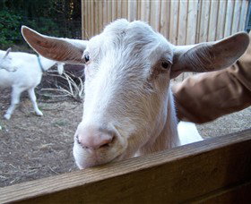 Drysdale Cheeses - Food Delivery Shop 0