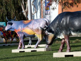 Drysdale Cheeses - Food Delivery Shop 6