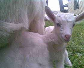 Drysdale Cheeses - Food Delivery Shop 3